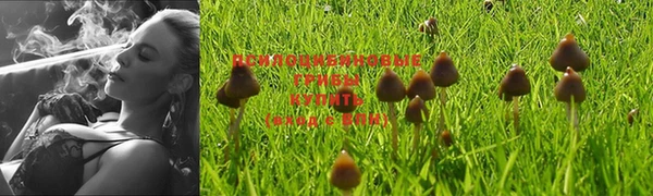 сатива Магас